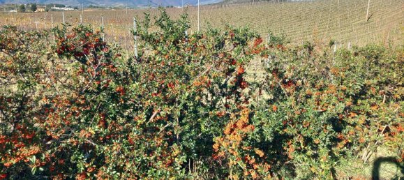 Дом с 7 комнатами в Куньоли, Италия № 208073 11