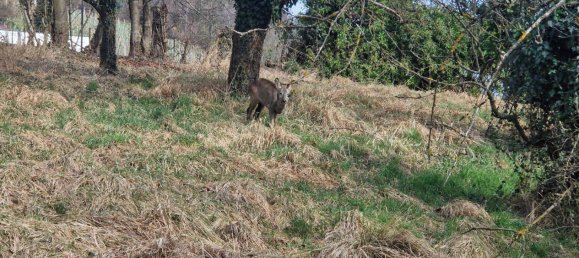 Terreno em Hartberg, Austria N.º 233005 5