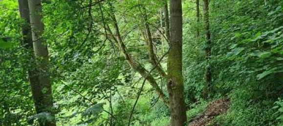 Terrain à Kronach, Germany 1802m² No. 229868 4