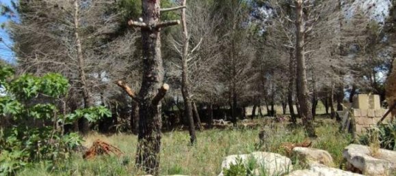 3 rooms Villa in Sannicola, Italy No. 17490 59