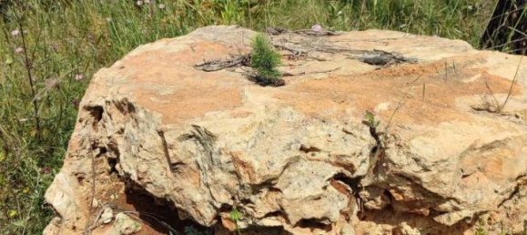 3 rooms Villa in Sannicola, Italy No. 17490 36