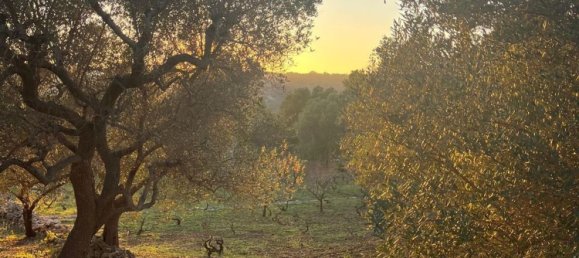 3 bedrooms Villa in Ostuni, Italy No. 325444 28