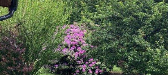 استوديو في Lockenhaus, Austria رقم 234216 19