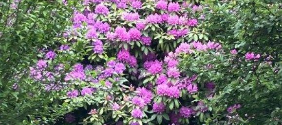 استوديو في Lockenhaus, Austria رقم 234216 20