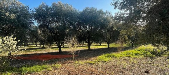 Terreno em Monopoli, Italy 10000 m² N.º 100533 2