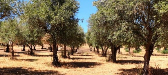  قطعة أرض في Elvas, Portugal 1570000متر مربع رقم 139675 25