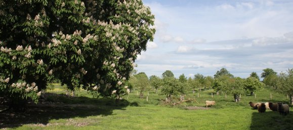 Земельный участок в Бранденбург, Германия № 83370 29