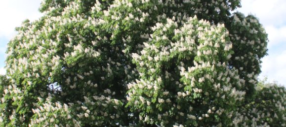 Земельный участок в Бранденбург, Германия № 83370 41