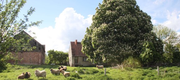 Земельный участок в Бранденбург, Германия № 83370 34