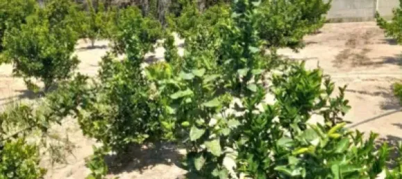 قطعة أرض في Valencia, Spain رقم 138214 8