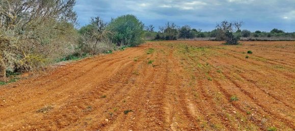 Grundstück in Campos, Spain, Nr. 168272 5