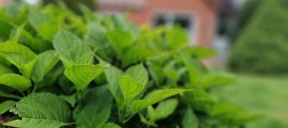 Таунхаус с 4 спальнями в Восточный Гольштейн, Германия № 45924 21