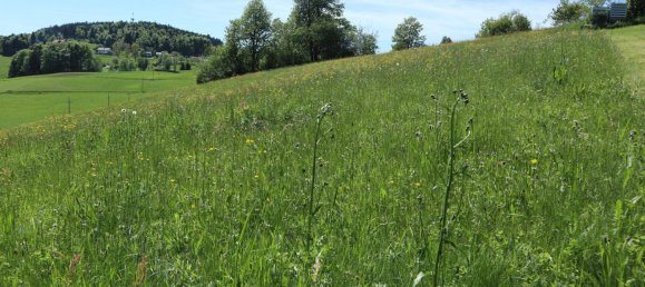 قطعة أرض في Liebenau, Austria رقم 63031 3