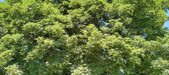 6-Zimmer Haus in Zollernalbkreis, Germany, Nr. 224343 29