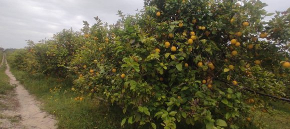 Grundstück in Noto, Italy 42000m², Nr. 353481 5