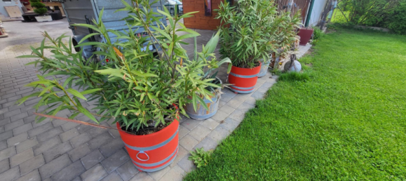 6غرفة منزل في Grosswilfersdorf, Austria رقم 129624 7