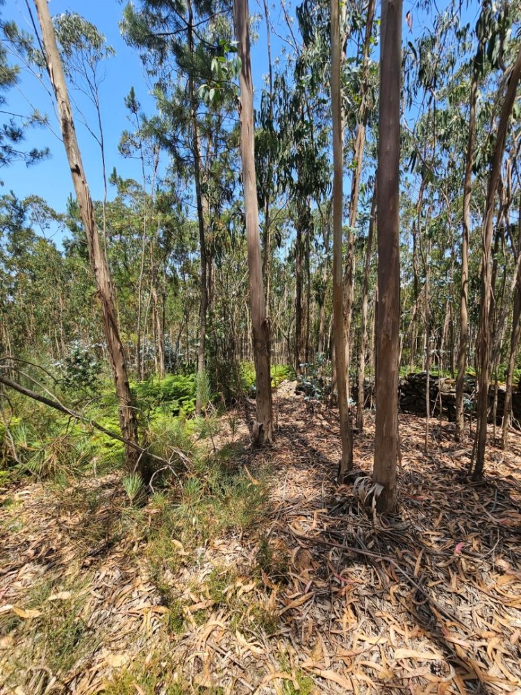  Land in Vila do Conde, Portugal No. 233350