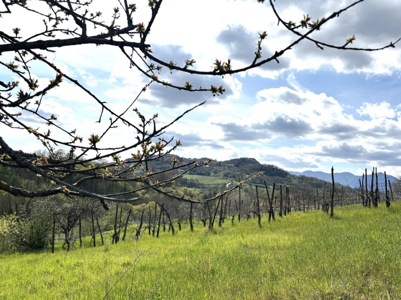  قطعة أرض في Montefalcione, Italy 4600متر مربع رقم 309149