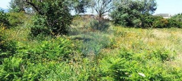 1 Schlafzimmer Haus in Sao Pedro da Torre, Portugal, Nr. 23266 5