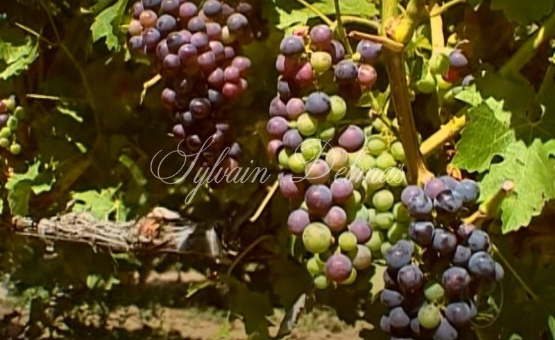 Замки и поместья с 20 комнатами в Кюбнезе, Франция № 107242