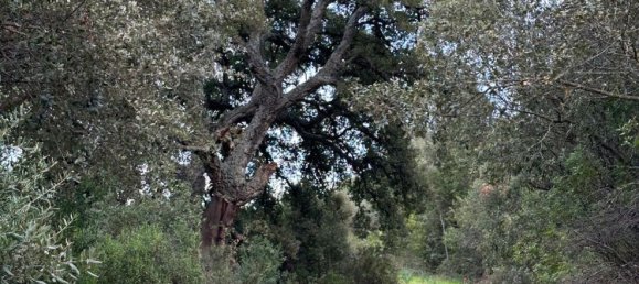 92737m² Land in Sant'Antonio di Gallura, Italy No. 117507 22