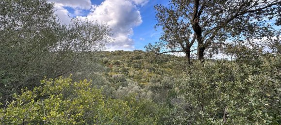 92737m² Land in Sant'Antonio di Gallura, Italy No. 117507 5