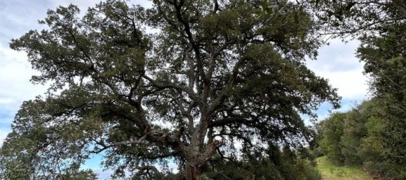 92737m² Land in Sant'Antonio di Gallura, Italy No. 117507 21