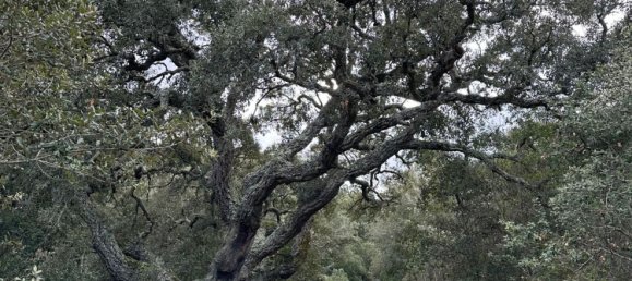 92737m² Land in Sant'Antonio di Gallura, Italy No. 117507 20