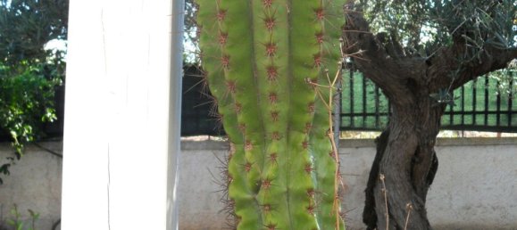 Villa de 7 divisões em Polignano a Mare, Italy N.º 170340 9