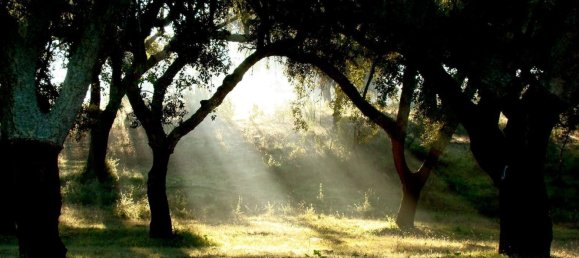 4 bedrooms Castles in Vimieiro, Portugal No. 145791 23