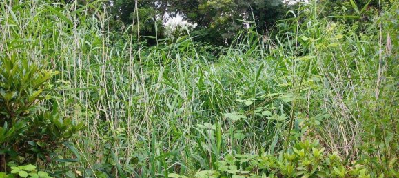 15609m² Cafe / restaurant in Pinneberg, Germany No. 241927 19