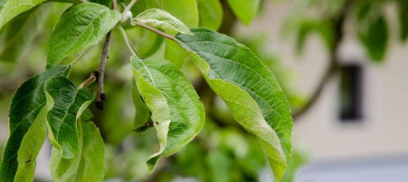 3 rooms Apartment in Neukirchen am Grossvenediger, Austria No. 218449 2