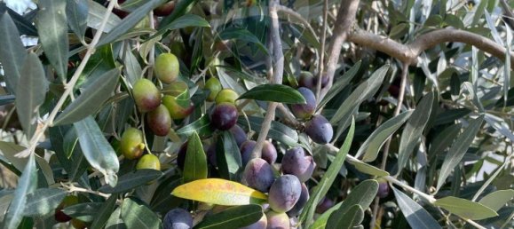 10غرفة فيلا في Barberino di Mugello, Italy رقم 145361 12