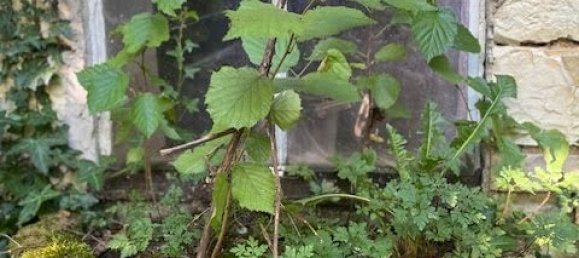 3 chambres Maison de ville à Les Riceys, France No. 233381 14
