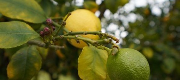 4 bedrooms House in Alcacer do Sal, Portugal No. 147304 5