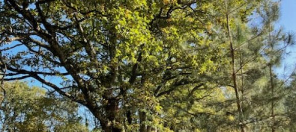 6 غرف نوم منزل في Villefranche-sur-Cher, France رقم 217479 22