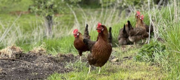 Ферма с 15 комнатами в Лейпциг, Германия № 233369 14