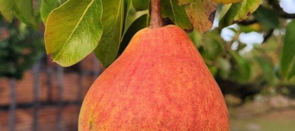 13 rooms Farm in Stendal, Germany No. 297336 10