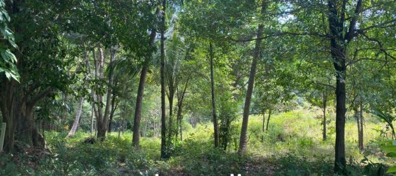  Commercial property in Wiang Sa, Thailand No. 13174 4