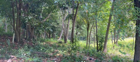  Commercial property in Wiang Sa, Thailand No. 13174 5