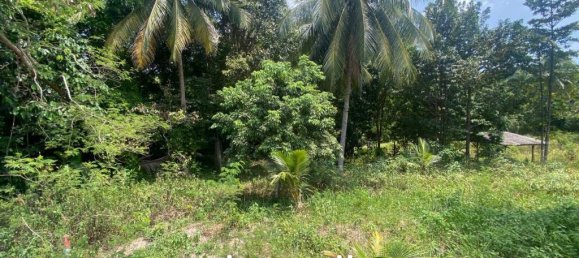  Commercial property in Wiang Sa, Thailand No. 13174 2