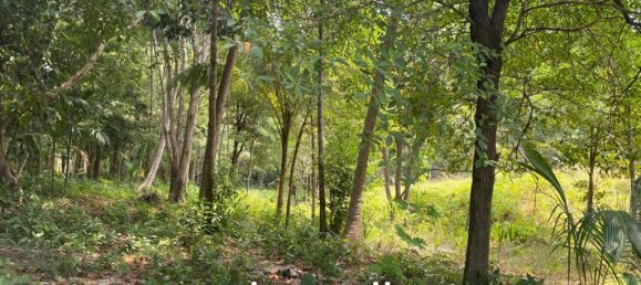  Commercial property in Wiang Sa, Thailand No. 13174 3