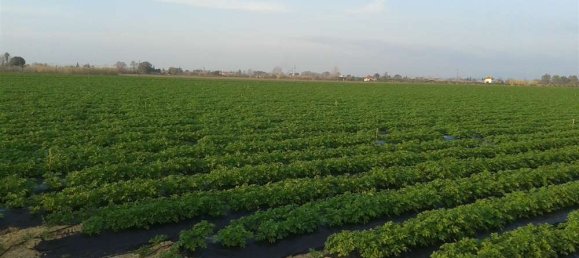 Land in Elis, Greece No. 874 17