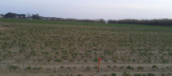 Land in Elis, Greece No. 874 3