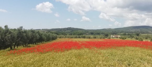 4غرفة بانتهاوس في Manciano, Italy رقم 257136 34