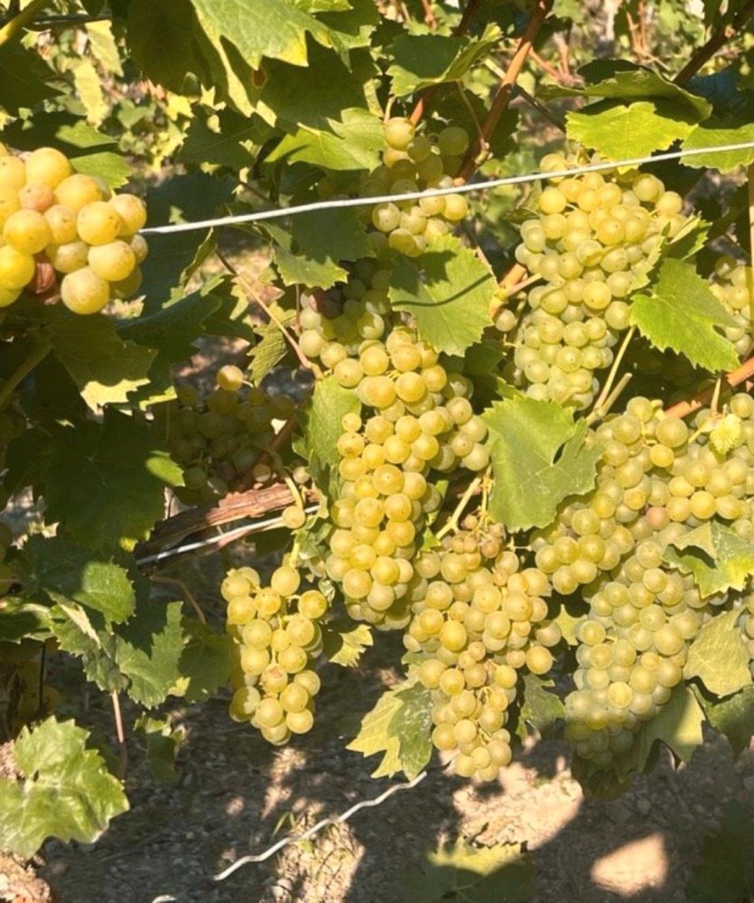 Земельный участок в Дюссельдорф, Германия № 229703