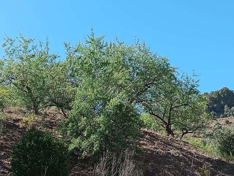  قطعة أرض في Moclinejo, Spain 10500متر مربع رقم 226092