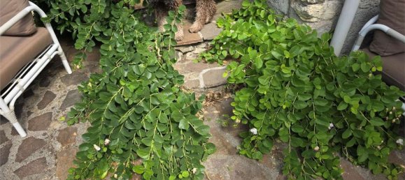 3غرفة منزل في Fosciandora, Italy رقم 299870 45