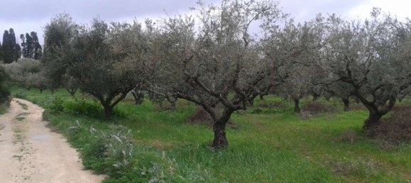 Terra em Zakynthos, Greece N.º 544 5