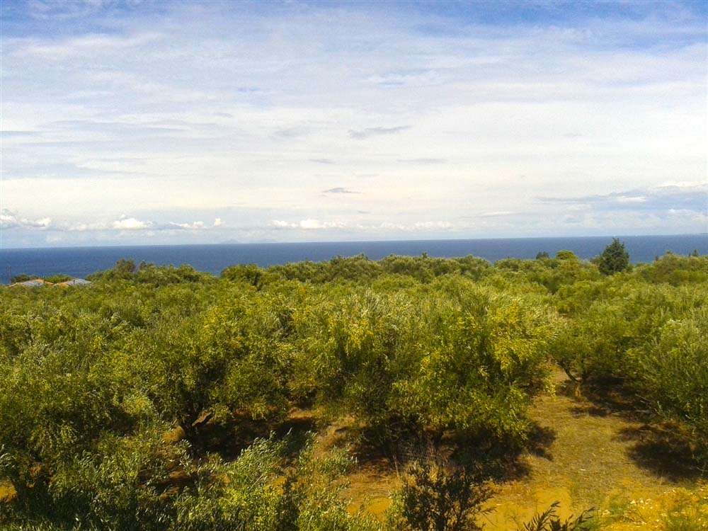 Terra em Zakynthos, Greece N.º 544